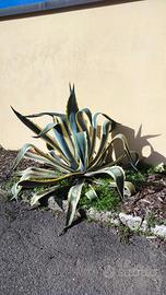 Agave 