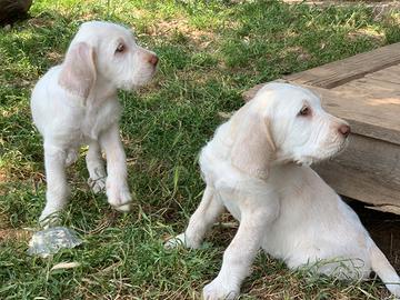 Cuccioli spinone italiano