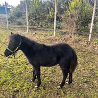 Pony femmina