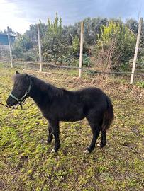 Pony femmina
