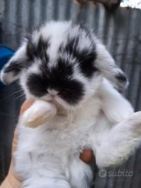 Coniglietti nani razza Ariete Nano