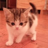 Cuccioli scottish fold/straight disponibili