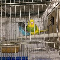 Vend in blocco 12 cocoriti già riproduttivi 2026