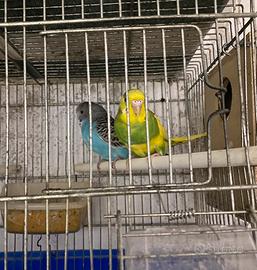 Vend in blocco 12 cocoriti già riproduttivi 2026