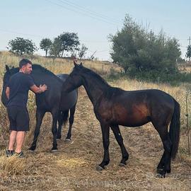 Cavallo murgese