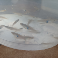 Gambusie pesci laghetto anti zanzare