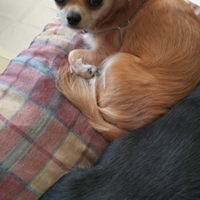 Chihuahua