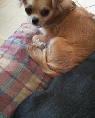 Chihuahua