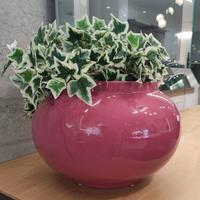 Vaso Bosa Gudo Ciclamino Lucido