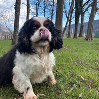 Cavalier king Charles spaniel tricolore