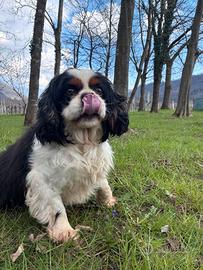 Cavalier king Charles spaniel tricolore
