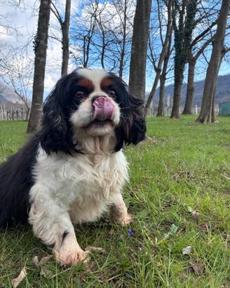 Cavalier king Charles spaniel tricolore