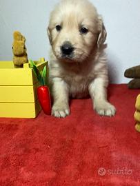 Golden retriever angloamericano