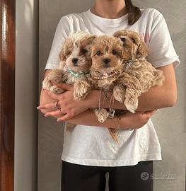 Maltipoo
