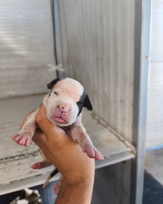 Cuccioli amstaff