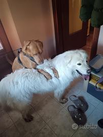 Cuccioli di cane
