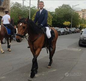 Cavallo Andaluso
