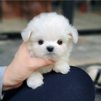 Cuccioli di maltese con pedigree
