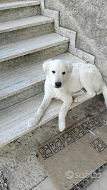 Cucciolo maremmano