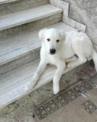 Cucciolo maremmano