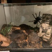 Migali teca tarantole