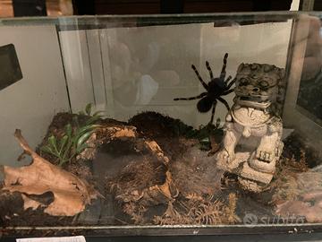 Migali teca tarantole