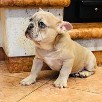 Cuccioli di Bulldog Francese