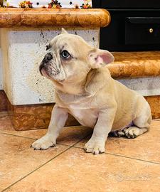 Cuccioli di Bulldog Francese