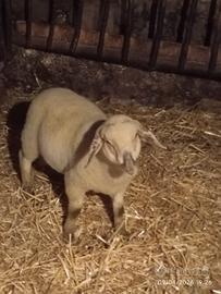 Agnello pecora montone