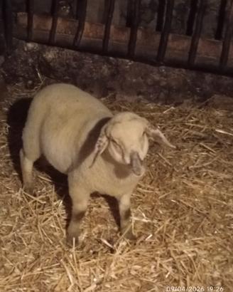 Agnello pecora montone