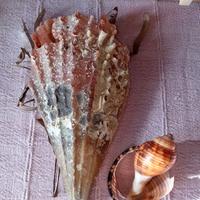 conchiglia bivalva gigante dopo l uragano 