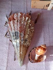 conchiglia bivalva gigante dopo l uragano 