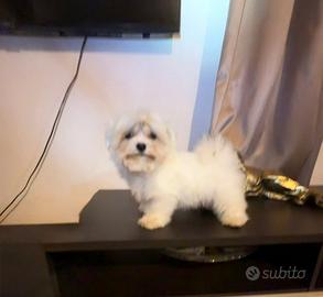 Pedigree maltese