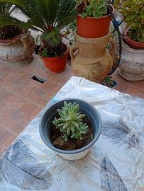 pianta grassa 