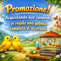 Canarini