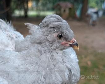 Galli Ameraucana Lavanda