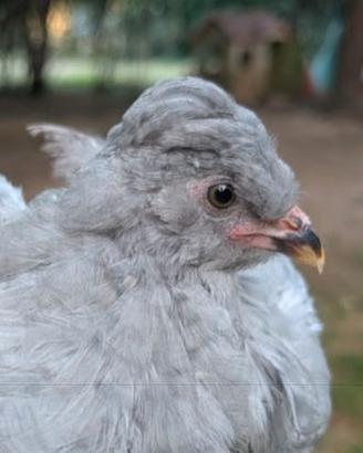 Galli Ameraucana Lavanda