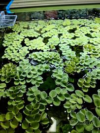 Salvinia Cuccullata abbondante porzione