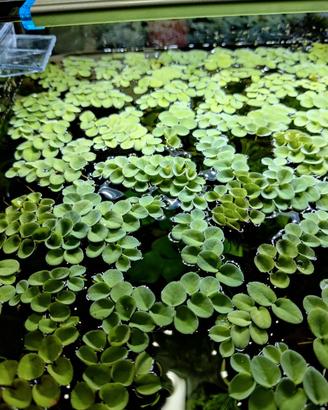 Salvinia Cuccullata abbondante porzione