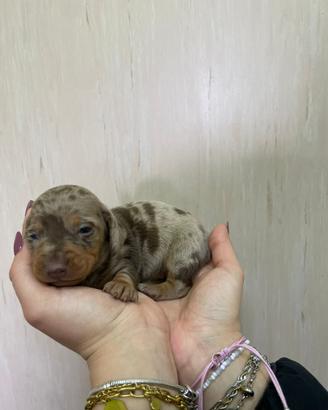 Bassotto Arlecchino kaninchen