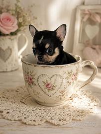 Chihuahua maschietto