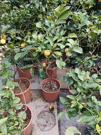piante di limone