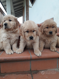 Cuccioli linea americana con pedigree