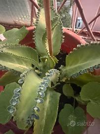 Piante