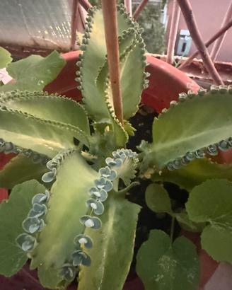 Piante
