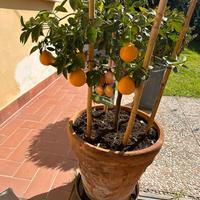 Pianta di arancio in vaso di terracotta