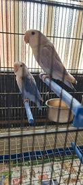 coppia inseparabili blu piu 2 femmina 