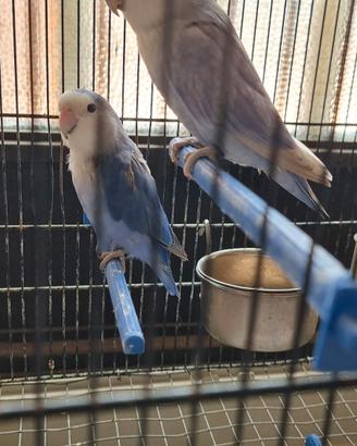 coppia inseparabili blu piu 2 femmina 