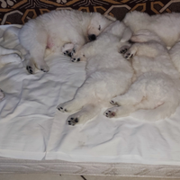 Cuccioli di Pastore Maremmano Abruzzese