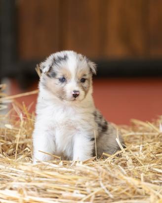 Cucciole Australian Shepherd